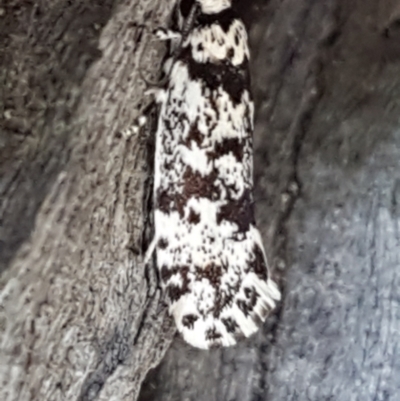 Lichenaula lichenea (Lichenaula lichenea) at Holt, ACT - 16 Feb 2021 by trevorpreston