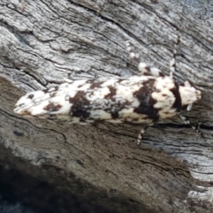 Lichenaula lichenea at Holt, ACT - 16 Feb 2021 04:31 PM