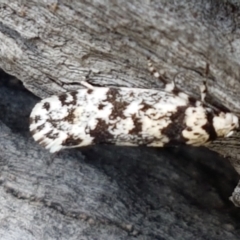 Lichenaula lichenea at Holt, ACT - 16 Feb 2021