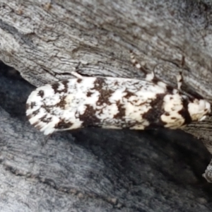 Lichenaula lichenea at Holt, ACT - 16 Feb 2021 04:31 PM