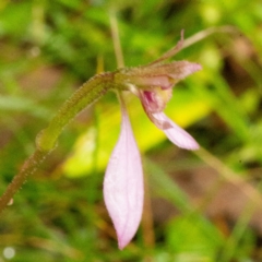 Eriochilus cucullatus (Parson's Bands) at Farringdon, NSW - 16 Feb 2021 by SthTallagandaSurvey