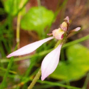 Eriochilus cucullatus at Farringdon, NSW - 16 Feb 2021