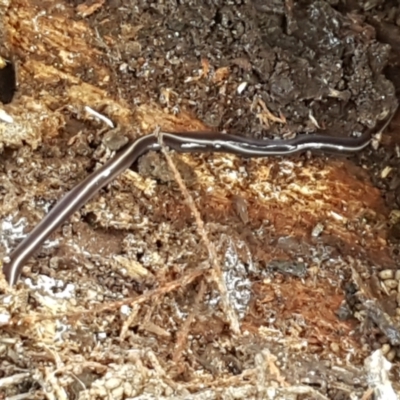 Caenoplana coerulea (Blue Planarian, Blue Garden Flatworm) at Ginninderry Conservation Corridor - 16 Feb 2021 by trevorpreston