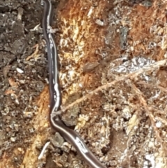 Caenoplana coerulea at Holt, ACT - 16 Feb 2021