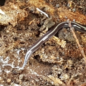 Caenoplana coerulea at Holt, ACT - 16 Feb 2021 04:34 PM