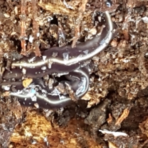 Caenoplana coerulea at Holt, ACT - 16 Feb 2021 04:34 PM