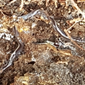 Caenoplana coerulea at Holt, ACT - 16 Feb 2021