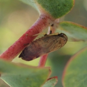 Neotartessus flavipes at Cook, ACT - 14 Feb 2021