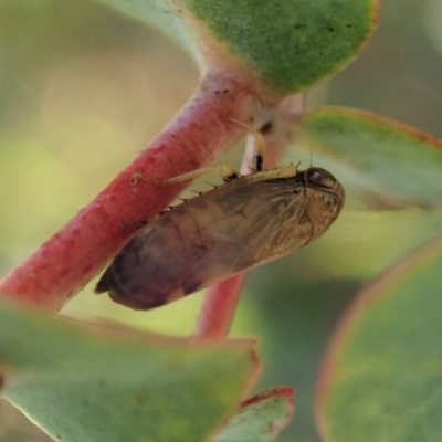 Neotartessus flavipes (A leafhopper) at Cook, ACT - 13 Feb 2021 by CathB