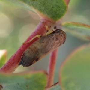 Neotartessus flavipes at Cook, ACT - 14 Feb 2021