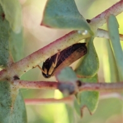 Neotartessus flavipes at Cook, ACT - 14 Feb 2021 08:19 AM
