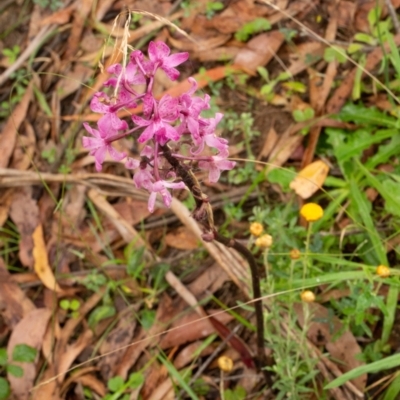 Dipodium roseum (Rosy Hyacinth Orchid) at Farringdon, NSW - 16 Feb 2021 by SthTallagandaSurvey