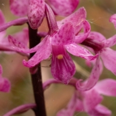 Dipodium roseum at Farringdon, NSW - suppressed