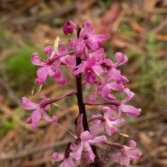 Dipodium roseum at Farringdon, NSW - 16 Feb 2021