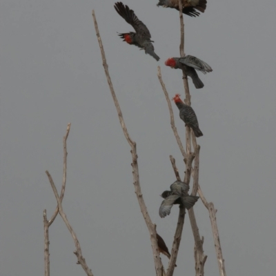 Callocephalon fimbriatum (Gang-gang Cockatoo) at Rossi, NSW - 16 Feb 2021 by SthTallagandaSurvey