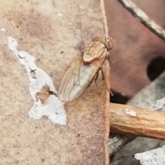 Unidentified True fly (Diptera) at Holt, ACT - 16 Feb 2021 by tpreston