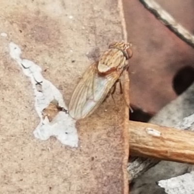 Unidentified True fly (Diptera) at Ginninderry Conservation Corridor - 16 Feb 2021 by trevorpreston