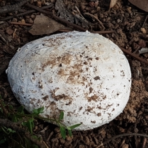 Amanita sp. at Holt, ACT - 16 Feb 2021 04:43 PM