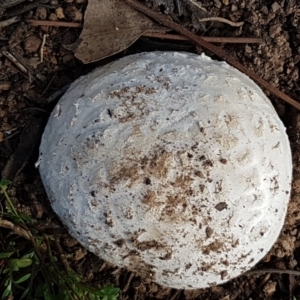 Amanita sp. at Holt, ACT - 16 Feb 2021 04:43 PM