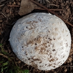 Amanita sp. at Holt, ACT - 16 Feb 2021