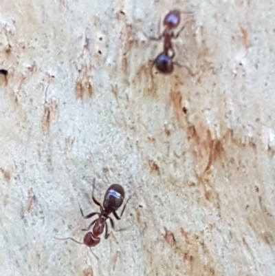 Papyrius sp. (genus) (A Coconut Ant) at Holt, ACT - 16 Feb 2021 by trevorpreston