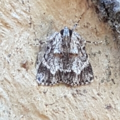 Spectrotrota fimbrialis (A Pyralid moth) at Holt, ACT - 16 Feb 2021 by trevorpreston