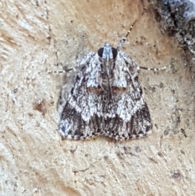 Spectrotrota fimbrialis (A Pyralid moth) at Holt, ACT - 16 Feb 2021 by tpreston