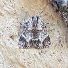 Spectrotrota fimbrialis at Holt, ACT - 16 Feb 2021