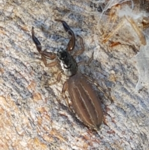 Holoplatys sp. (genus) at Holt, ACT - 16 Feb 2021 04:48 PM