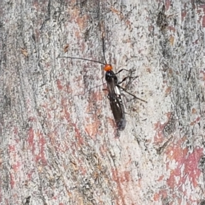 Callibracon capitator (White Flank Black Braconid Wasp) at Holt, ACT - 16 Feb 2021 by trevorpreston