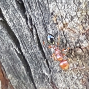 Podomyrma gratiosa at Holt, ACT - 16 Feb 2021