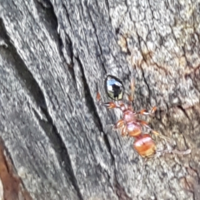 Podomyrma gratiosa (Muscleman tree ant) at Ginninderry Conservation Corridor - 16 Feb 2021 by trevorpreston