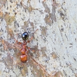 Podomyrma gratiosa at Holt, ACT - 16 Feb 2021