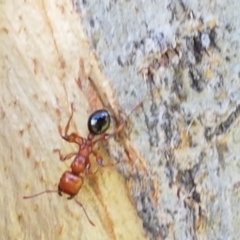 Podomyrma gratiosa at Holt, ACT - 16 Feb 2021