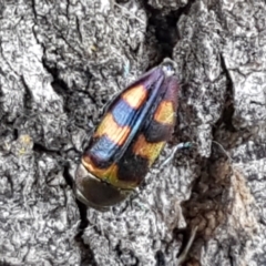 Melobasis sp. (genus) at Holt, ACT - 16 Feb 2021 04:52 PM