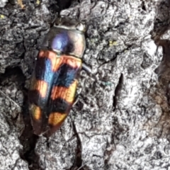 Melobasis sp. (genus) at Holt, ACT - 16 Feb 2021 04:52 PM