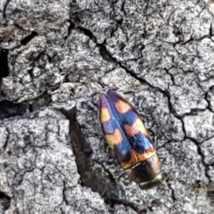 Melobasis sp. (genus) at Holt, ACT - 16 Feb 2021 04:52 PM