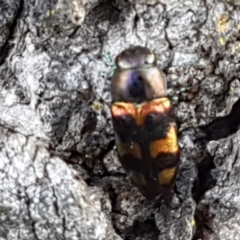 Melobasis sp. (genus) at Holt, ACT - 16 Feb 2021