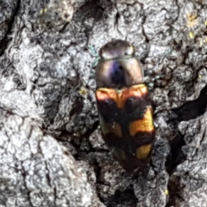 Melobasis sp. (genus) at Holt, ACT - 16 Feb 2021 04:52 PM