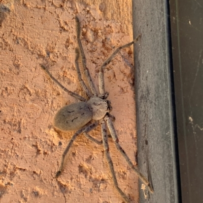 Isopeda sp. (genus) (Huntsman Spider) at Murrumbateman, NSW - 16 Feb 2021 by SimoneC