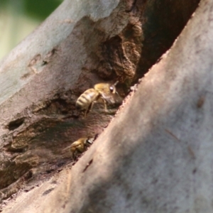 Apis mellifera at Jack Eames Reserve - 14 Feb 2021 10:10 AM