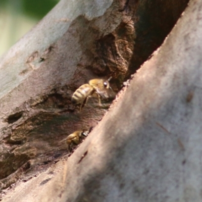 Apis mellifera (European honey bee) at Jack Eames Reserve - 13 Feb 2021 by Kyliegw