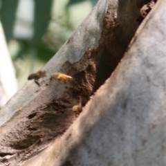 Apis mellifera at Jack Eames Reserve - 14 Feb 2021