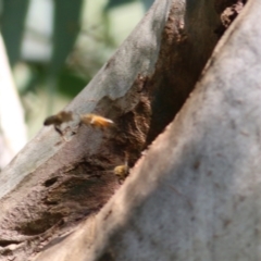 Apis mellifera at Jack Eames Reserve - 14 Feb 2021 10:10 AM