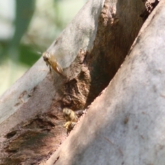 Apis mellifera at Jack Eames Reserve - 14 Feb 2021 10:10 AM