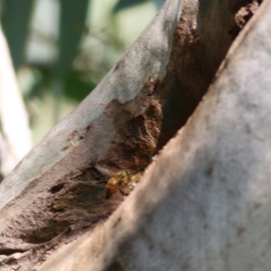 Apis mellifera at Jack Eames Reserve - 14 Feb 2021 10:10 AM