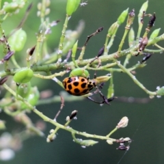 Harmonia conformis (Common Spotted Ladybird) at Wodonga, VIC - 16 Feb 2021 by Kyliegw