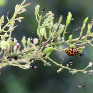 Harmonia conformis at Wodonga - 16 Feb 2021