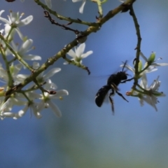Unidentified Bee (Hymenoptera, Apiformes) at Wodonga, VIC - 16 Feb 2021 by Kyliegw