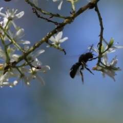 Unverified Bee (Hymenoptera, Apiformes) at Wodonga, VIC - 16 Feb 2021 by KylieWaldon
